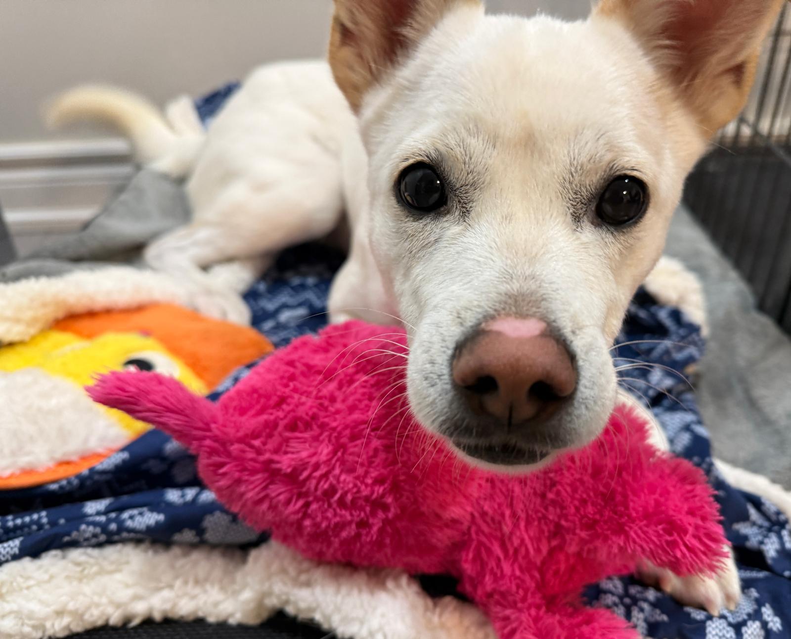 Enlarge Lucas, a Adoptable Mixed Breed in Markham, ON image 2/6