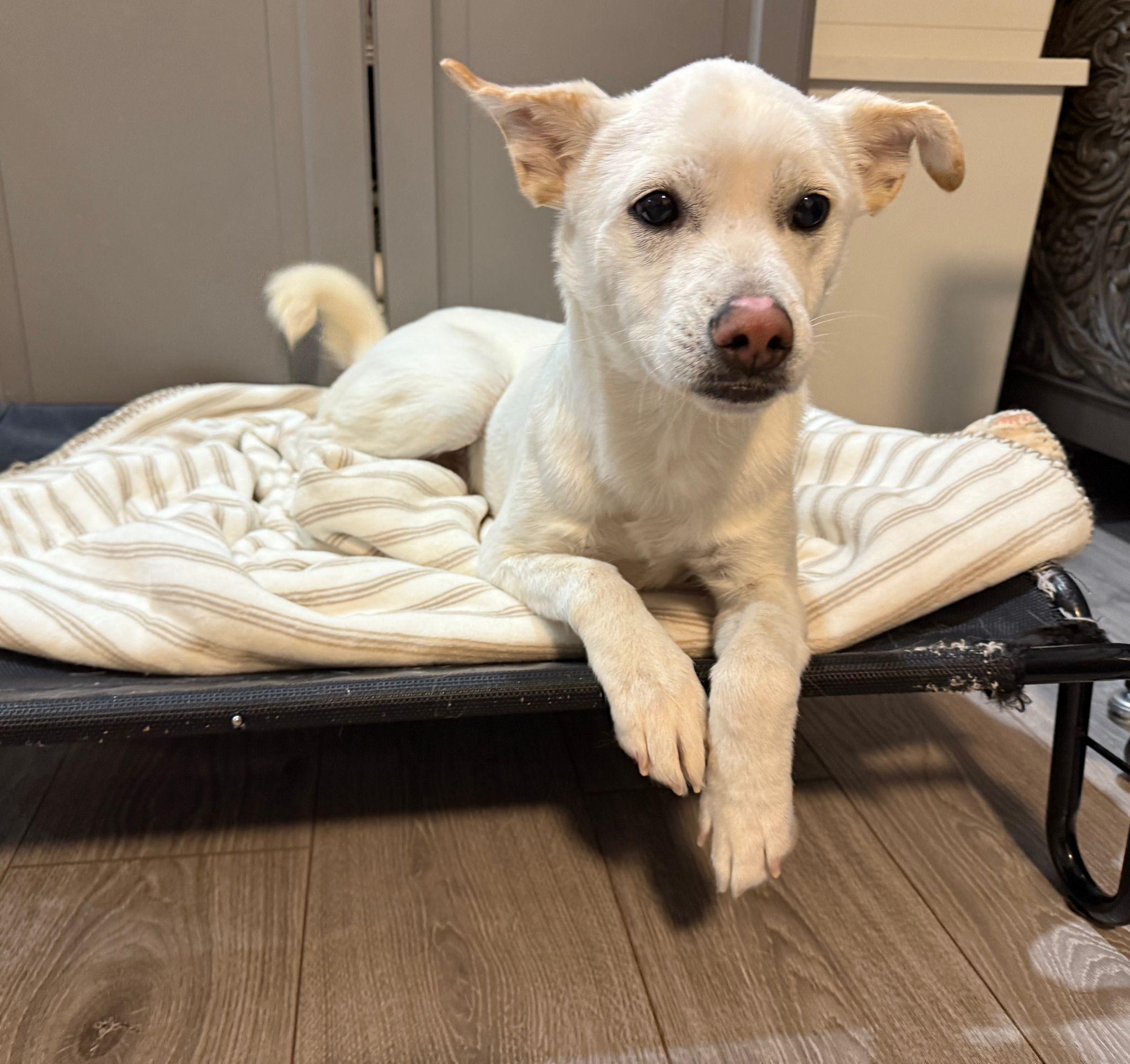 Lucas, a Adoptable Mixed Breed in Markham, ON image 1/5