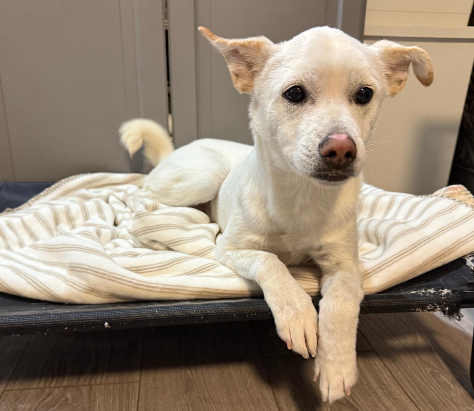 Lucas, a Adoptable Mixed Breed in Markham, ON image 2/5