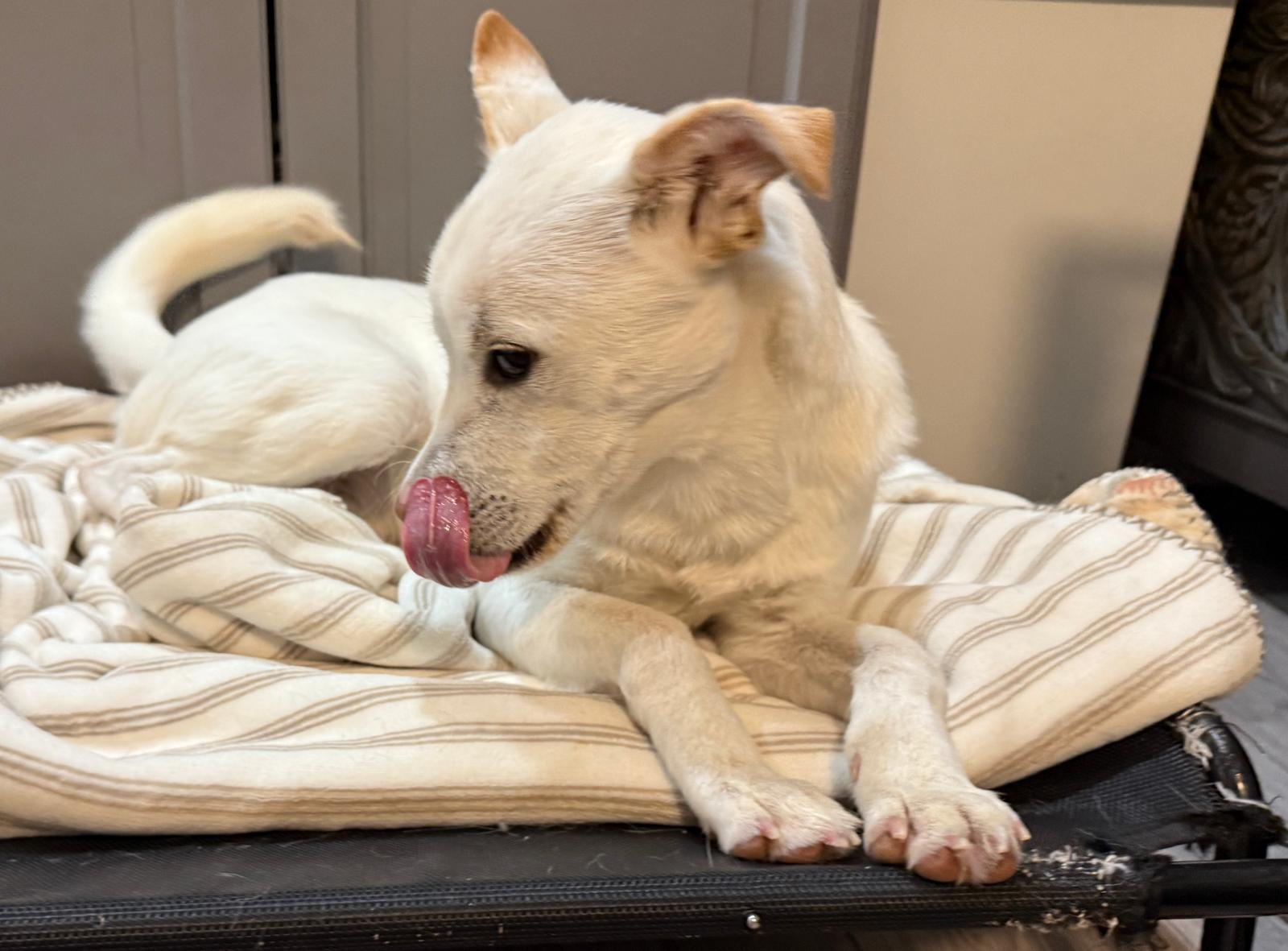 Lucas, a Adoptable Mixed Breed in Markham, ON image 3/5