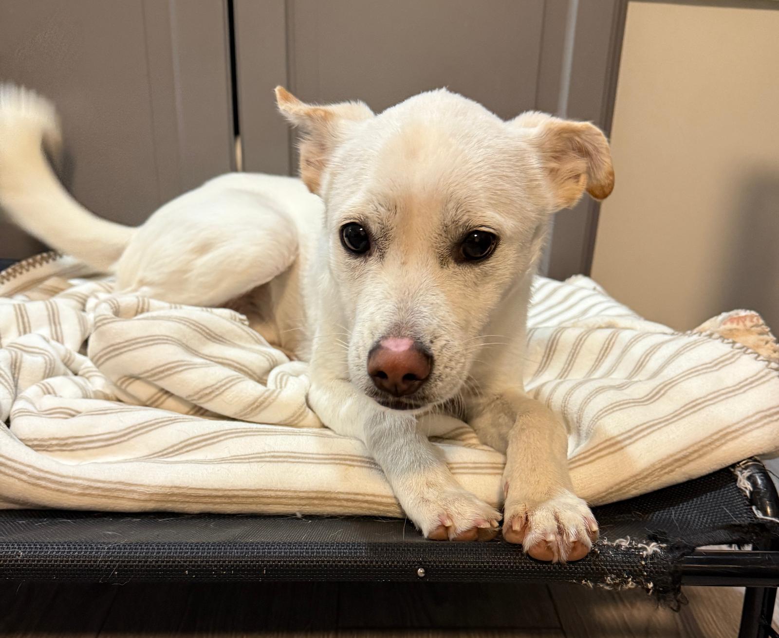 Lucas, a Adoptable Mixed Breed in Markham, ON image 4/5