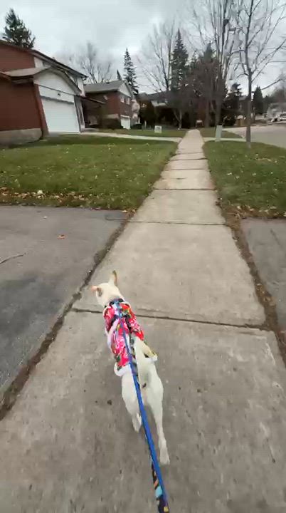 Enlarge Lucas, a Adoptable Mixed Breed in Markham, ON video 5/5