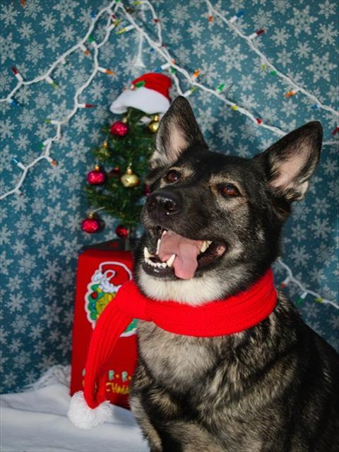 KINZIE, Adoptable, Young Female German Shepherd Dog.