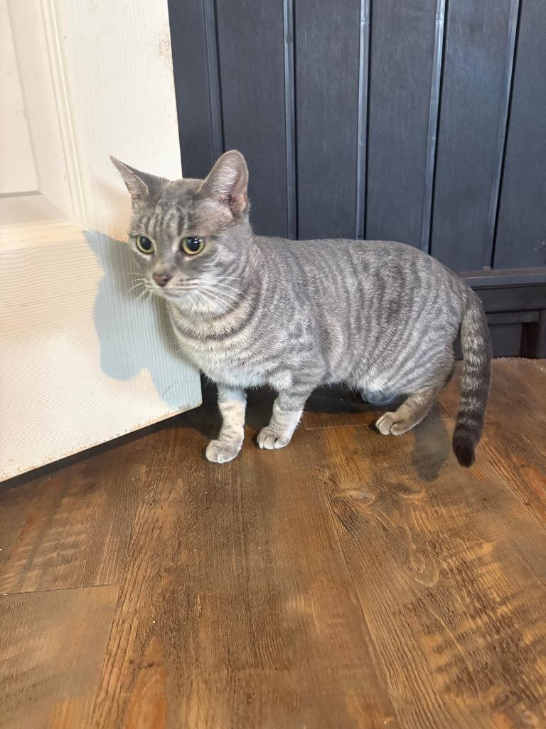 Cher, Adoptable, Adult Female Domestic Short Hair.