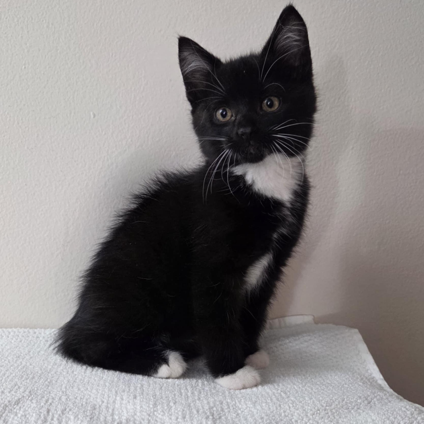 Pre-Adoption: Fighter, Baby Female unknown