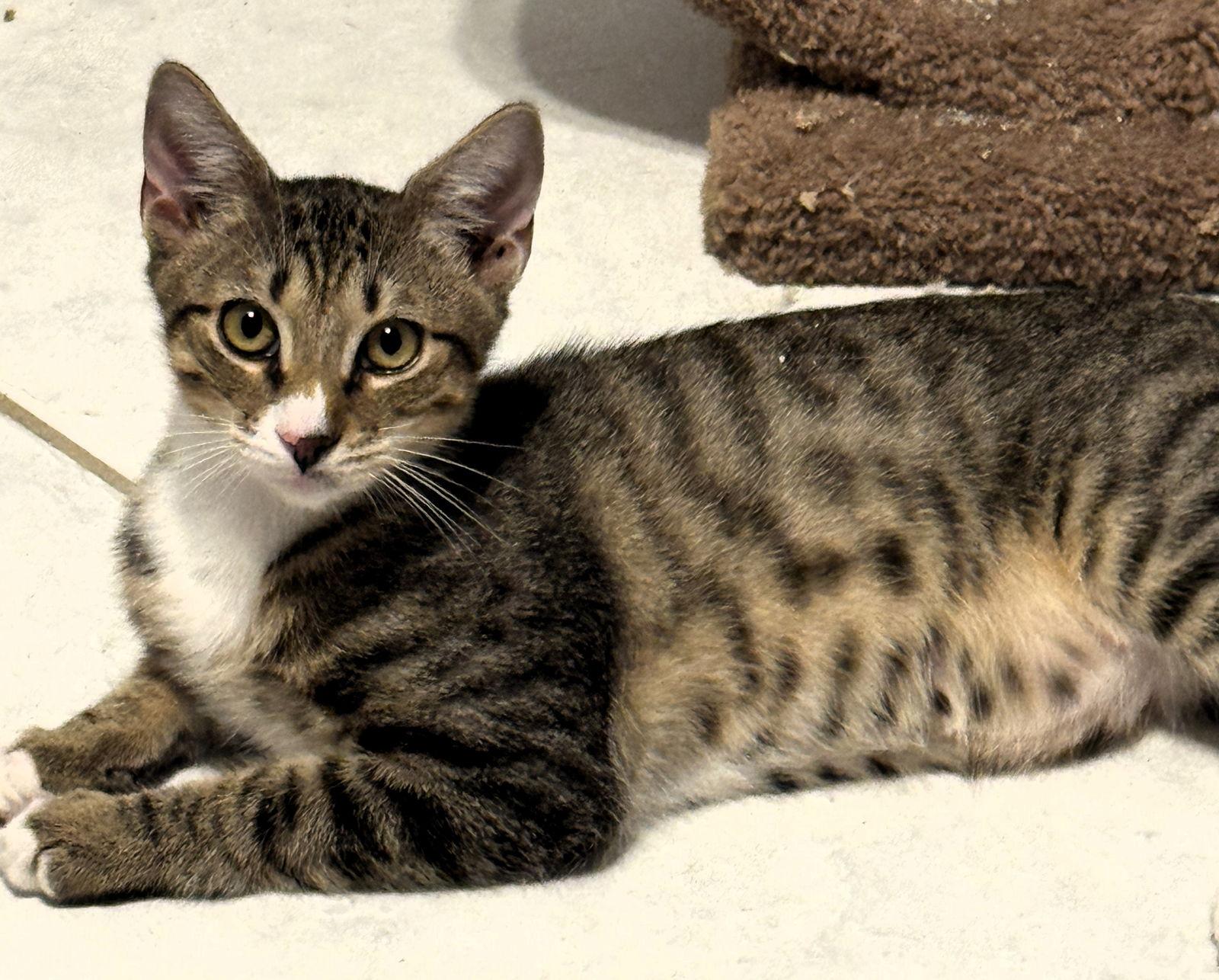 Enlarge Syril, a Adoptable mixed breed in Lighthouse Point, FL image 2/3