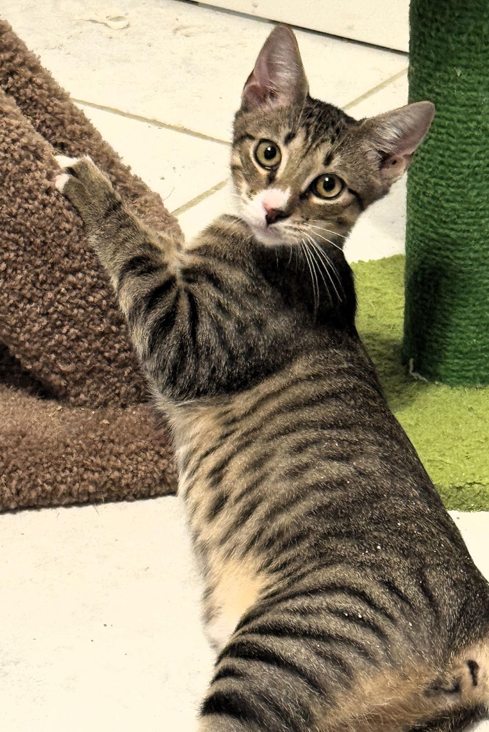 Enlarge Syril, a Adoptable mixed breed in Lighthouse Point, FL image 3/3