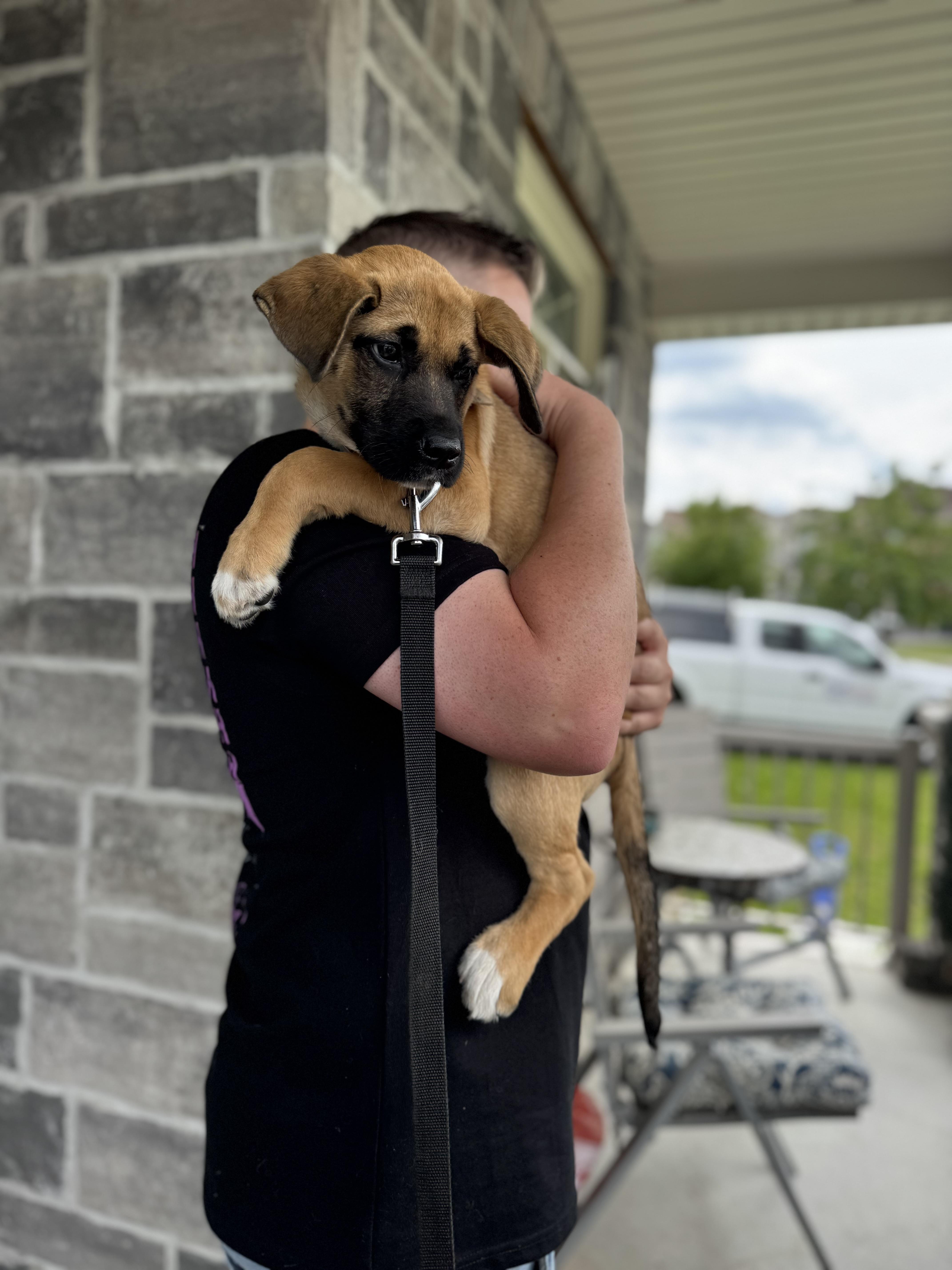 Enlarge Grace, a ADOPTABLE mixed breed in Newmarket, ON image 2/4
