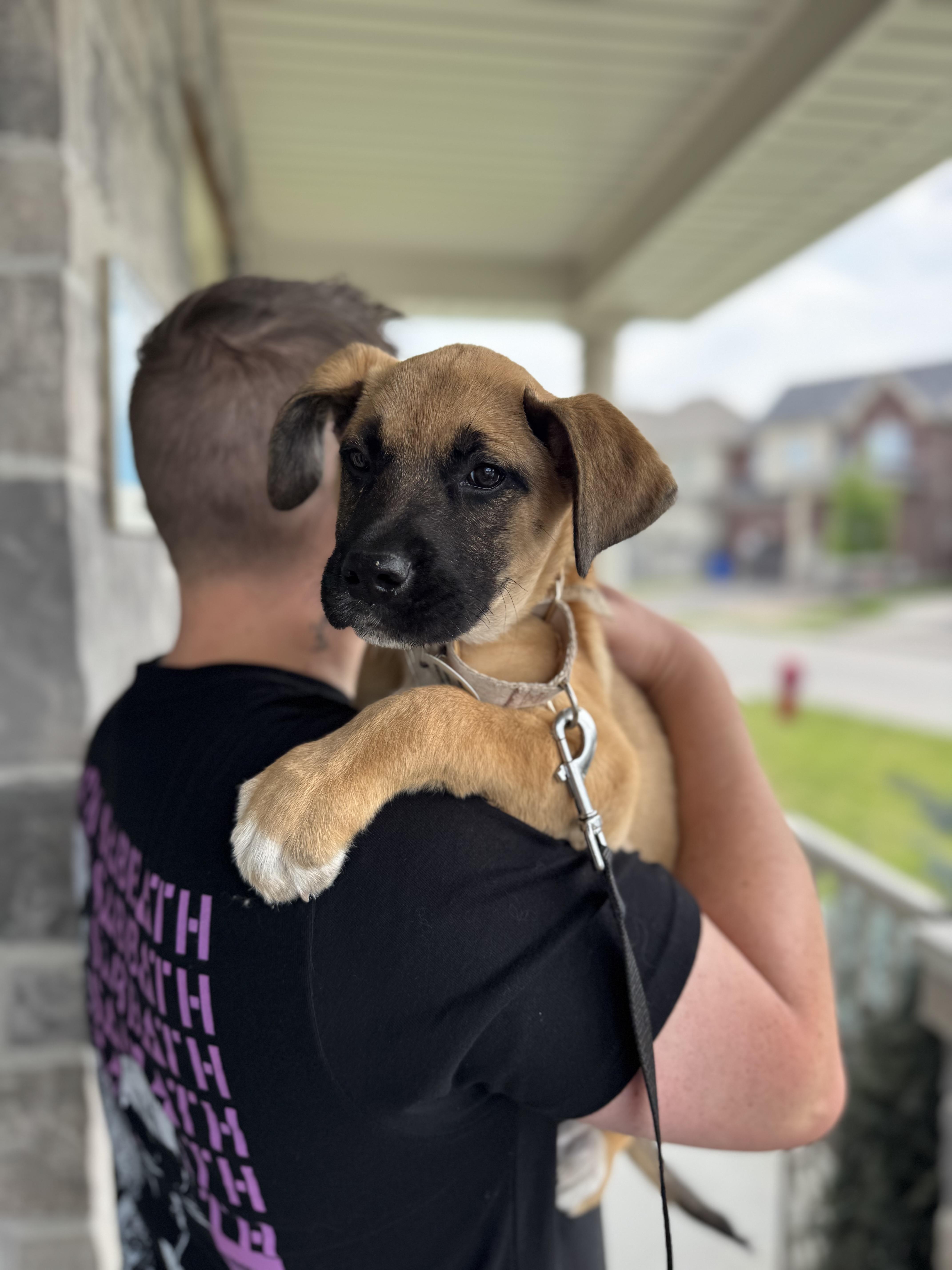 Grace, ADOPTABLE, Puppy Female Boxer & Labrador Retriever.