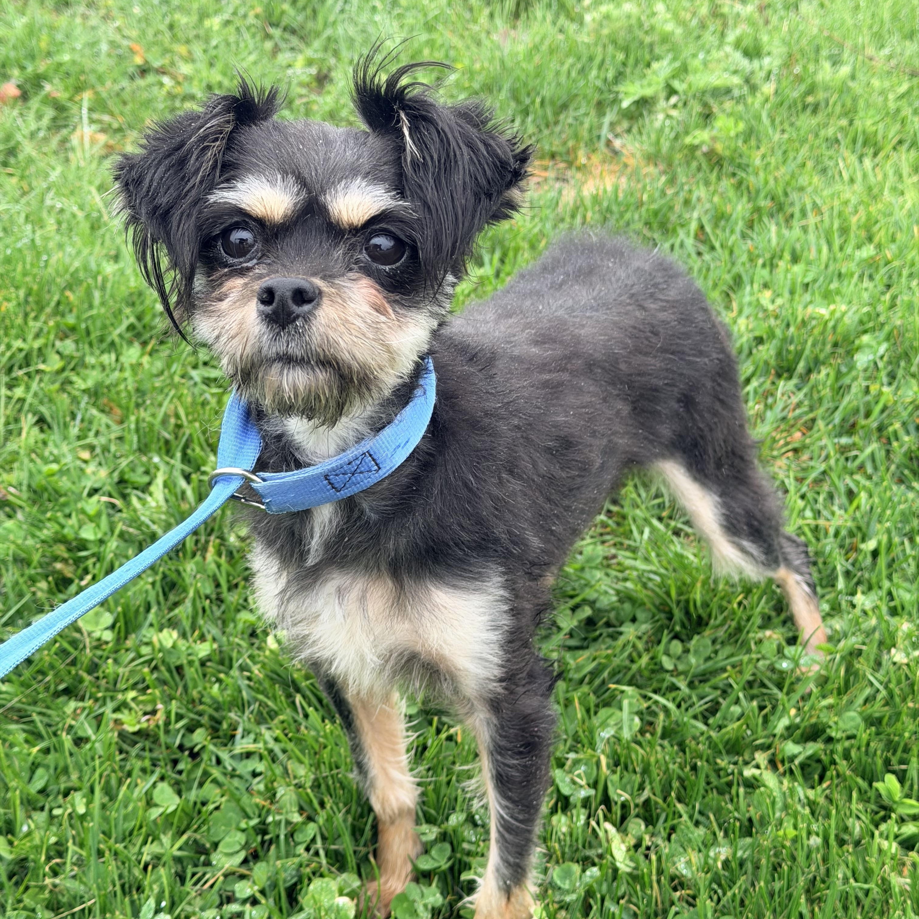Lilly , an adopted mixed breed in Willimantic, CT image 4/6
