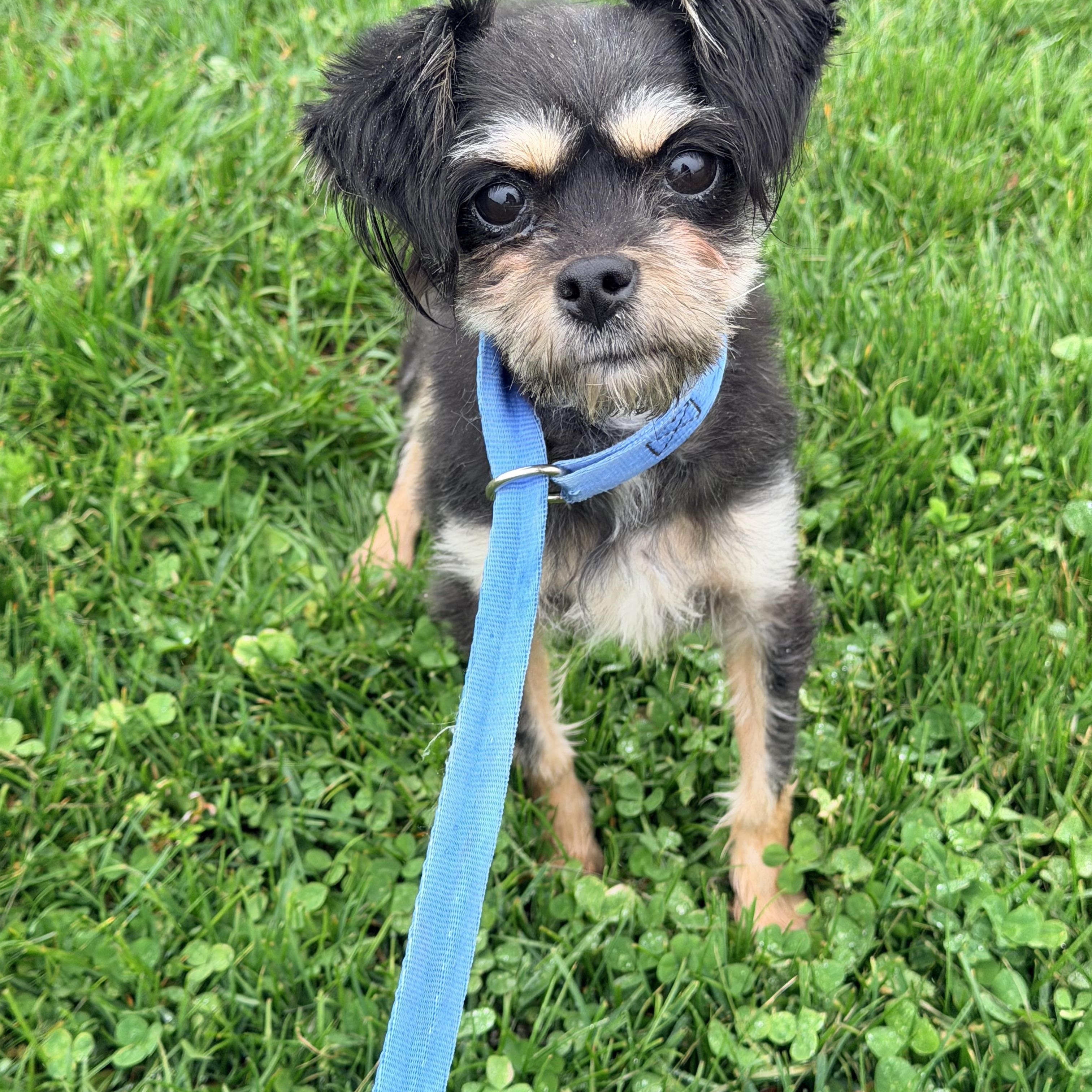 Lilly , an adopted mixed breed in Willimantic, CT image 1/6