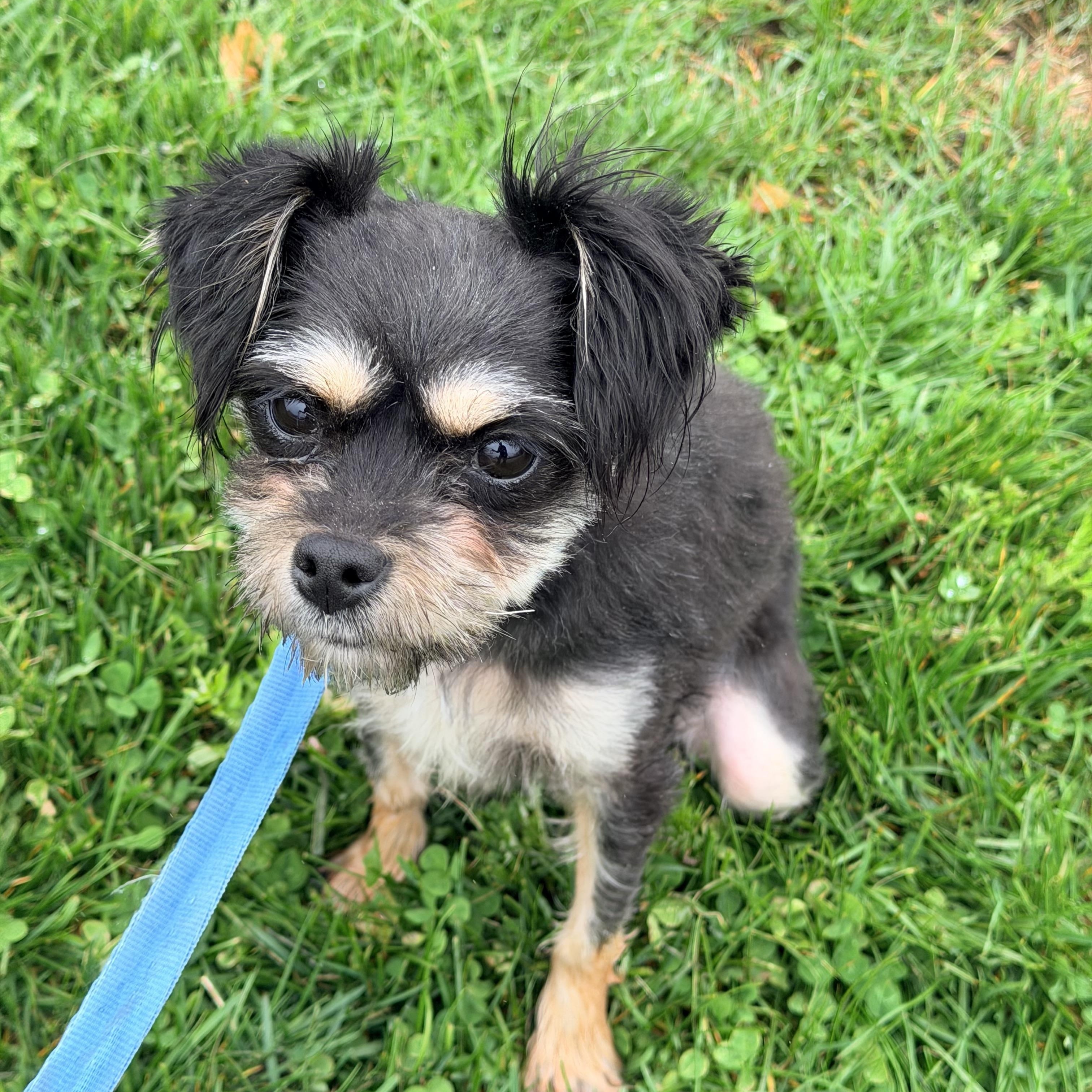 Lilly , an adopted mixed breed in Willimantic, CT image 6/6