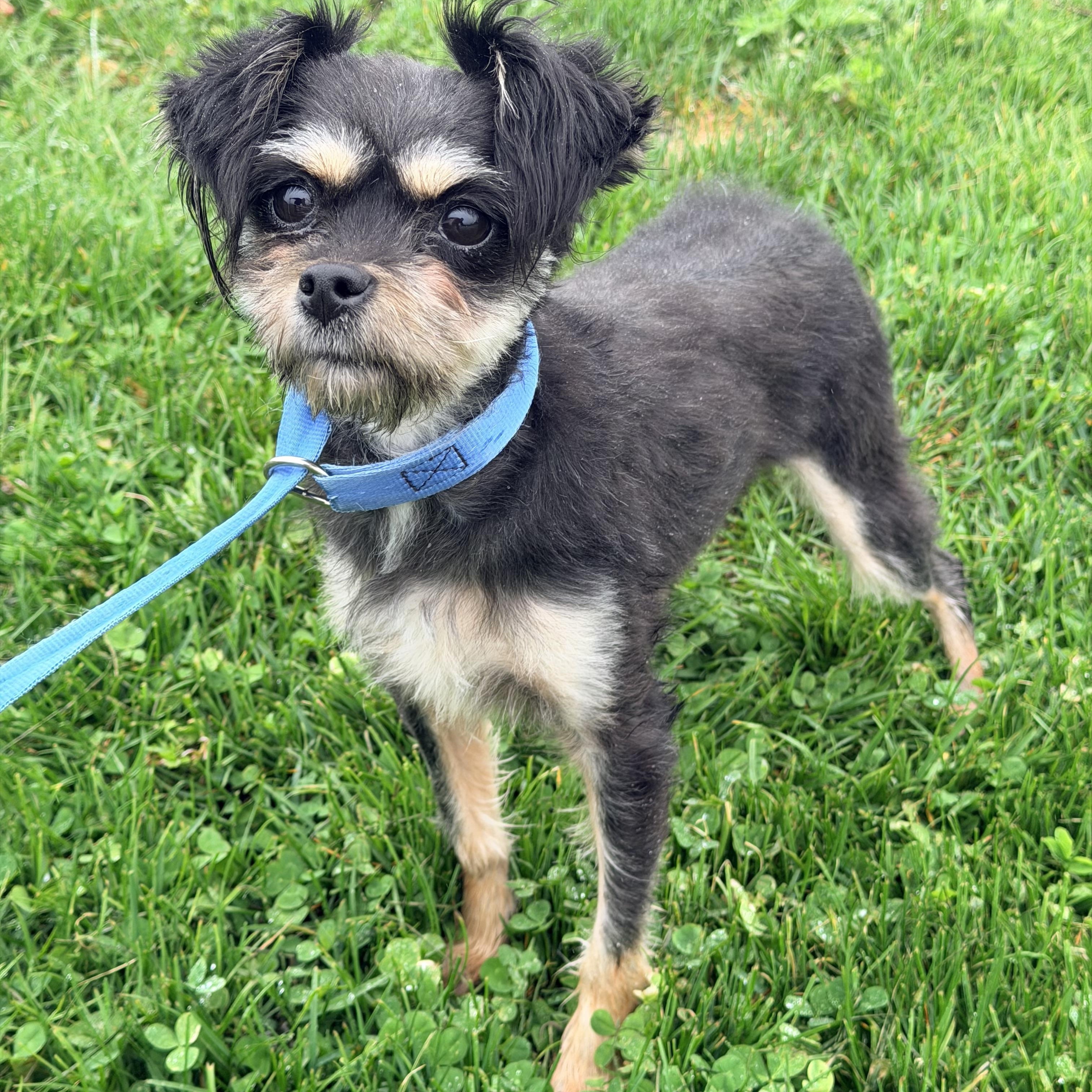 Lilly , an adopted mixed breed in Willimantic, CT image 5/6