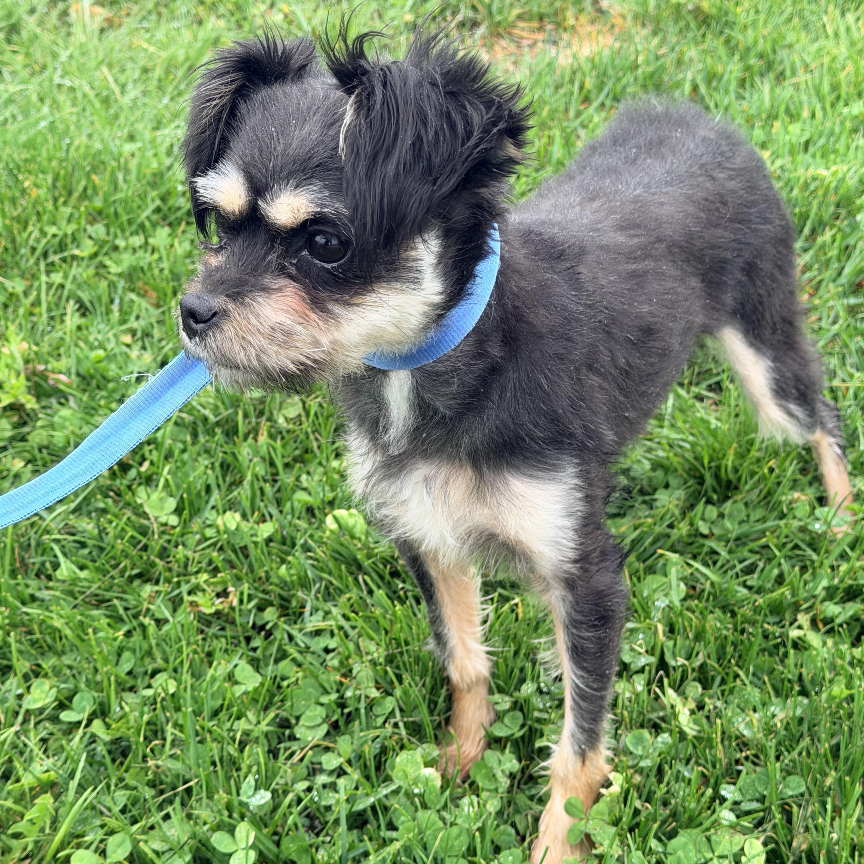 Lilly , an adopted mixed breed in Willimantic, CT image 3/6