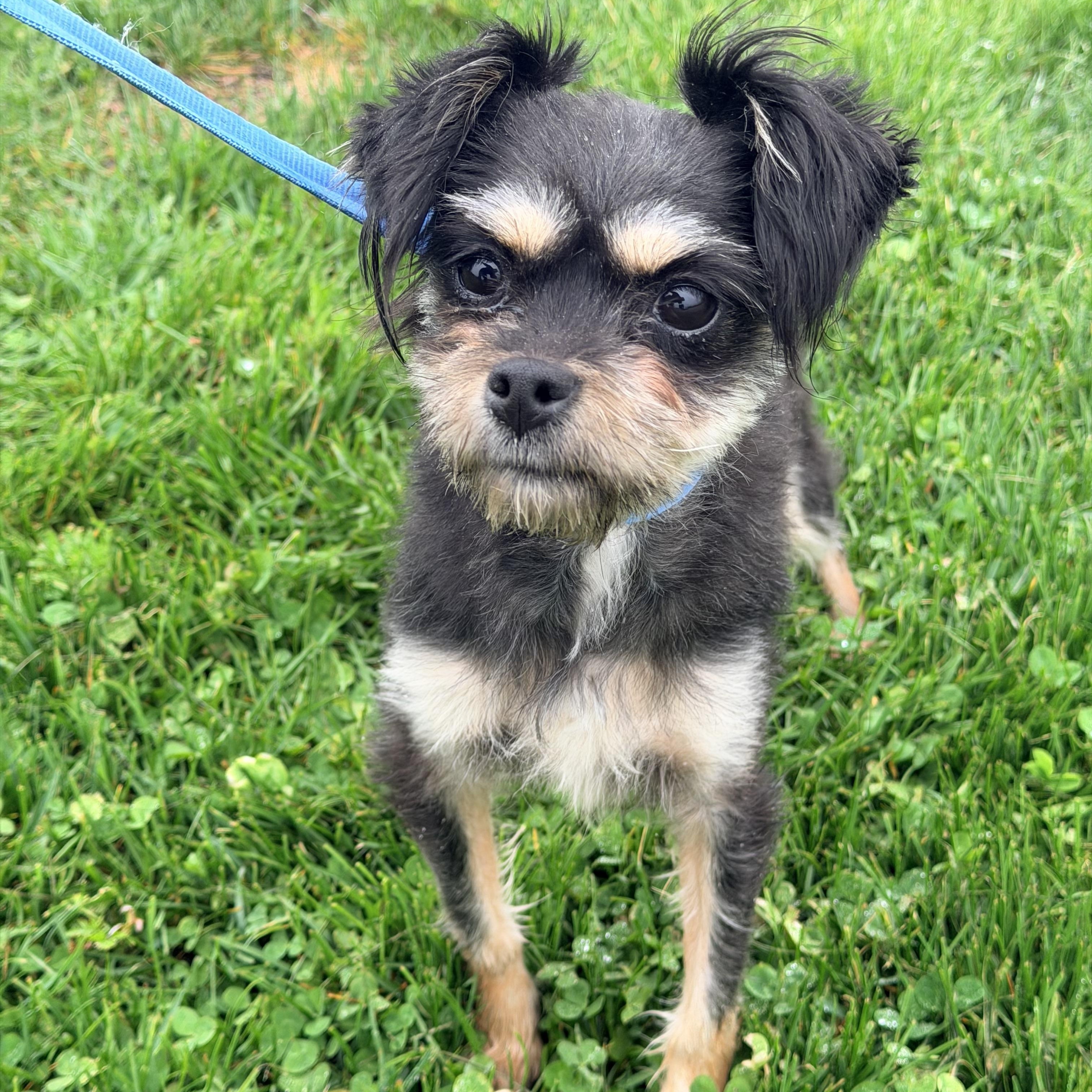 Lilly , an adopted mixed breed in Willimantic, CT image 2/6