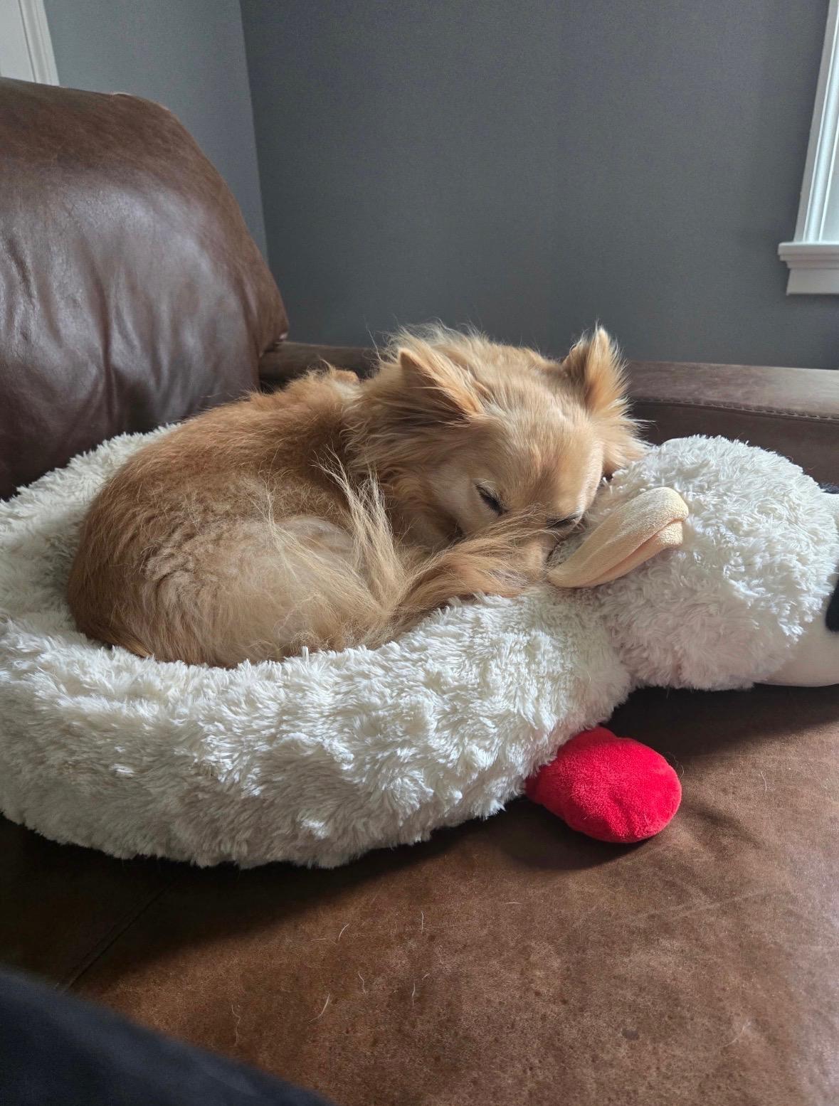 Jack, an adopted mixed breed in Willington, CT image 2/4