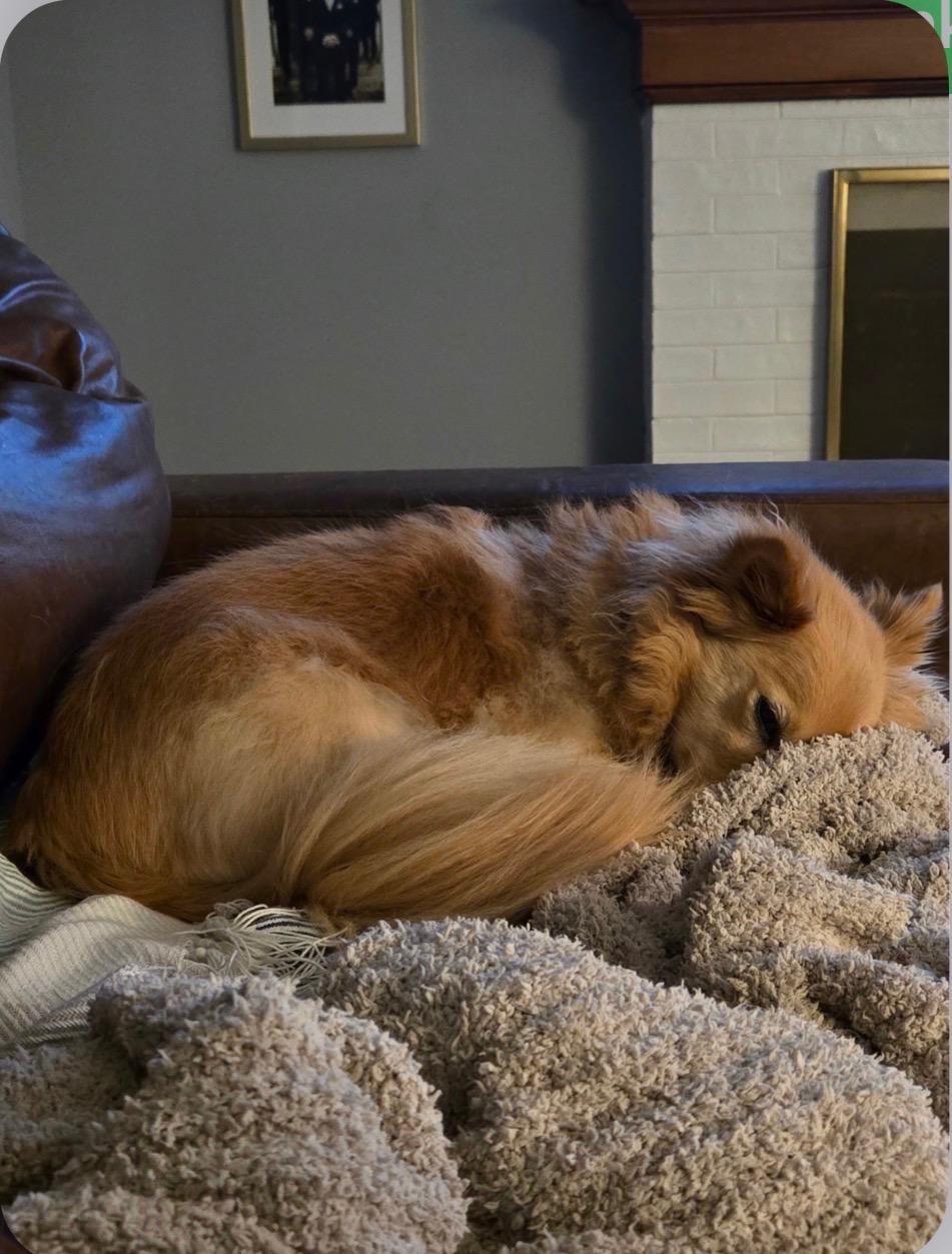 Jack, an adopted mixed breed in Willington, CT image 4/4