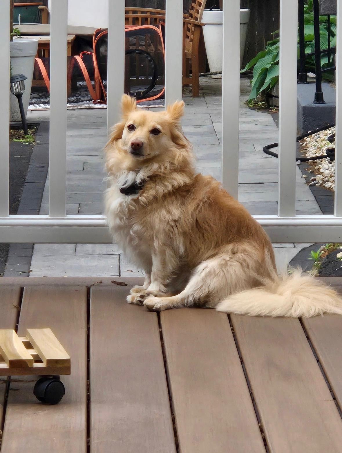 Jack, an adopted mixed breed in Willington, CT image 1/4