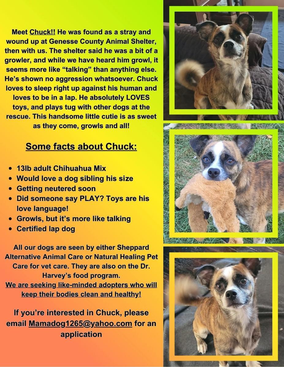 CHUCK ( PLEASE READ MY BIO I AM IN A HOLISTIC RESCUE)