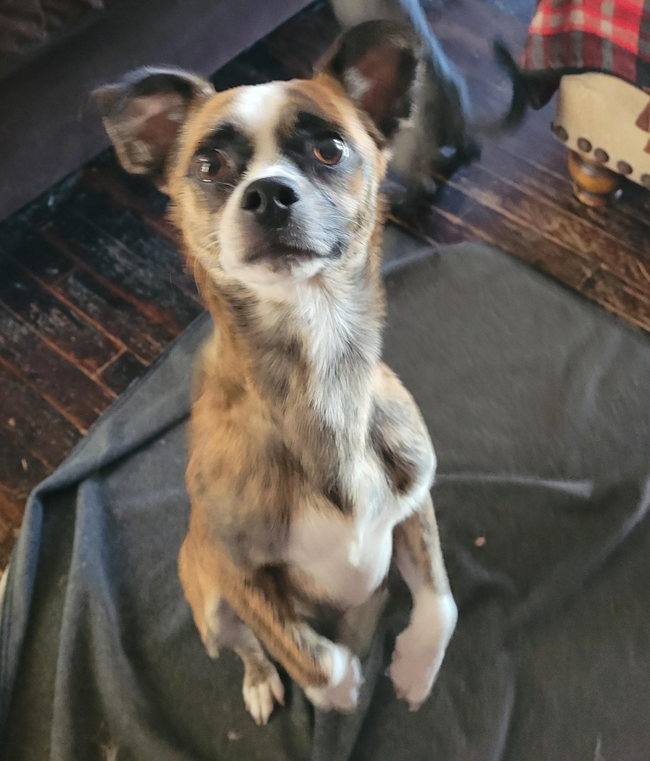 CHUCK ( PLEASE READ MY BIO I AM IN A HOLISTIC RESCUE)