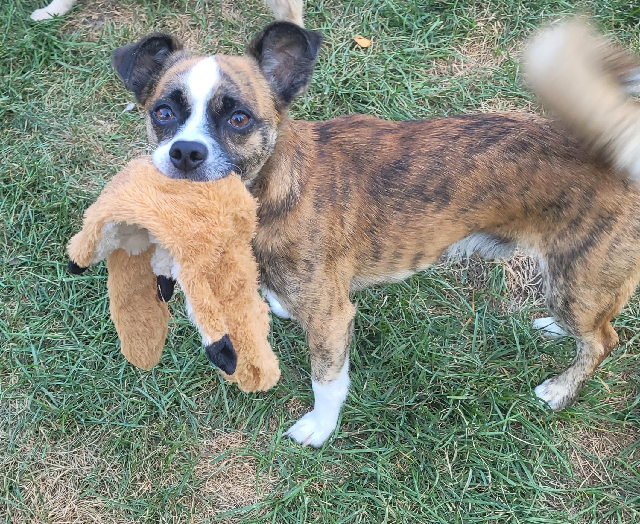 CHUCK ( PLEASE READ MY BIO I AM IN A HOLISTIC RESCUE)