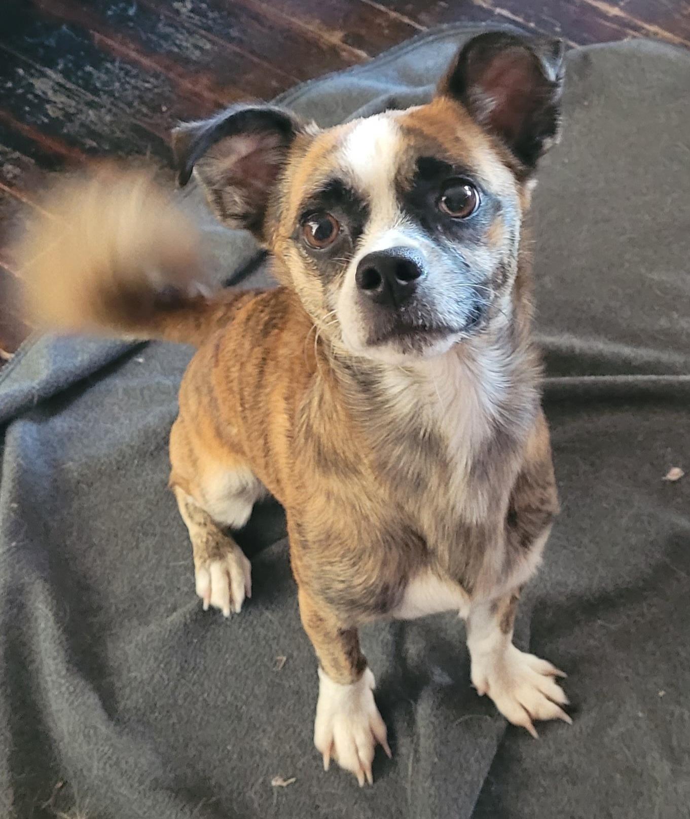 CHUCK ( PLEASE READ MY BIO I AM IN A HOLISTIC RESCUE)