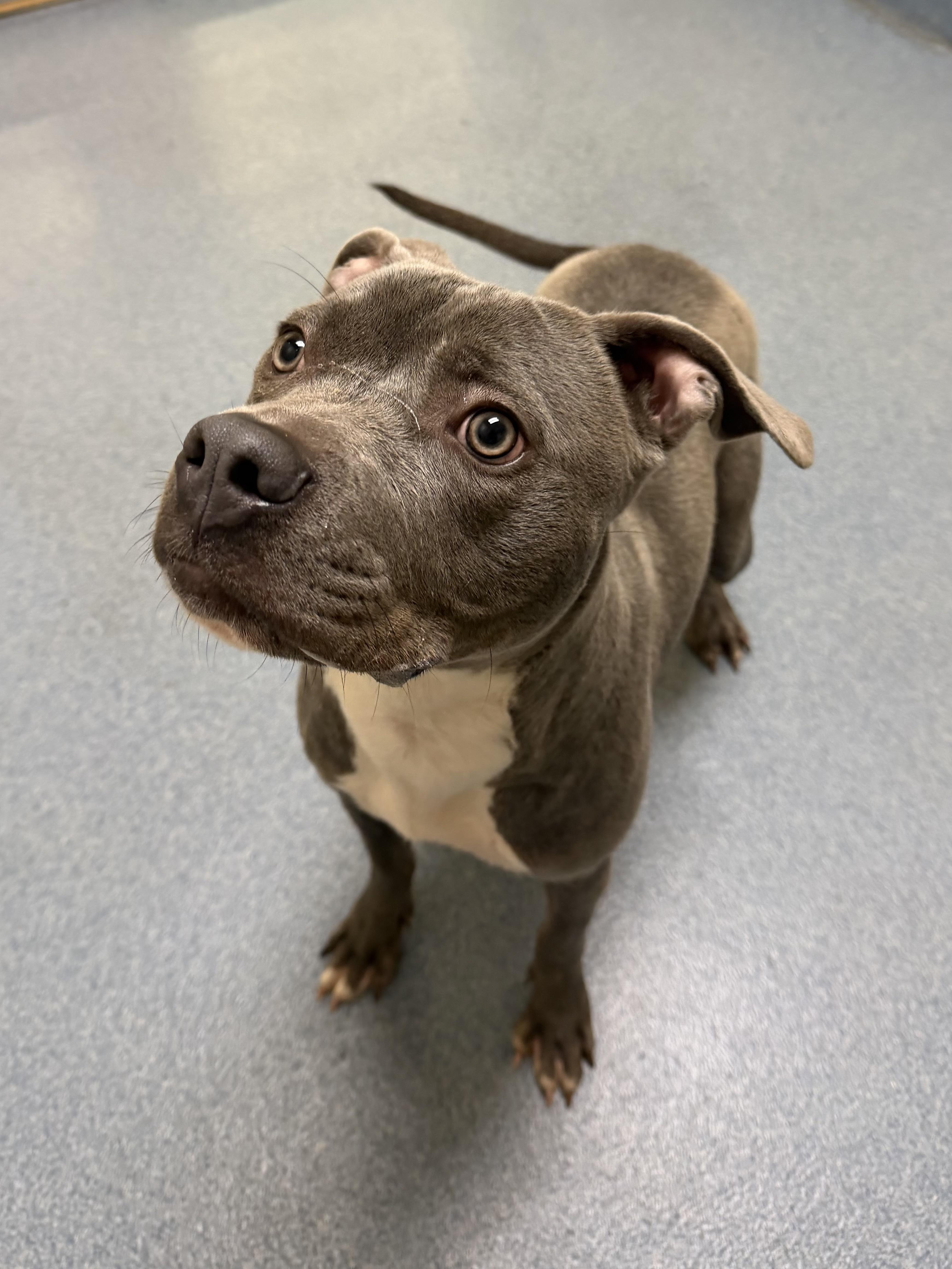 Enlarge Sadie, a ADOPTABLE mixed breed in Suffolk, VA image 1/1