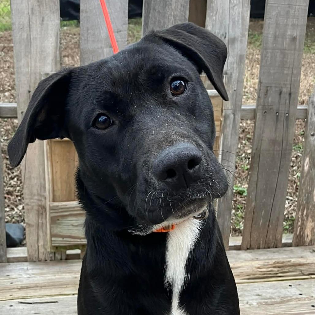 Prince, Adoptable, Young Female Black Labrador Retriever & Mixed Breed.