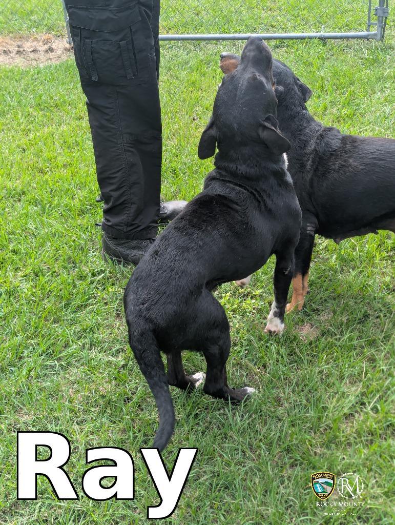 Ray, Adoptable, Young Male Pit Bull Terrier.
