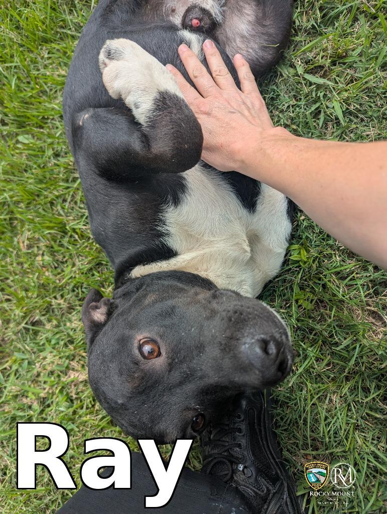Enlarge Ray, a Adoptable Pit Bull Terrier in Rocky Mount, NC image 2/3