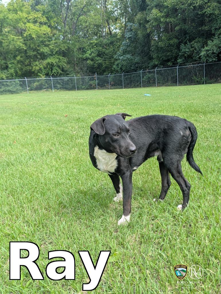 Enlarge Ray, a Adoptable Pit Bull Terrier in Rocky Mount, NC image 3/3
