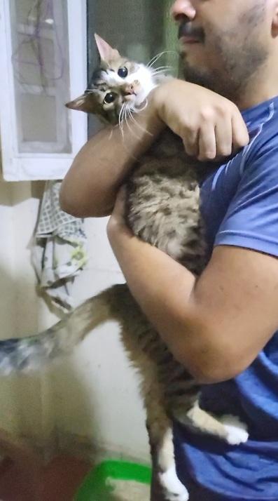 Enlarge TIGER Cuddlebugs - Foster urgently needed by April 11, 2026, a ADOPTABLE mixed breed in Mississauga, ON image 3/6