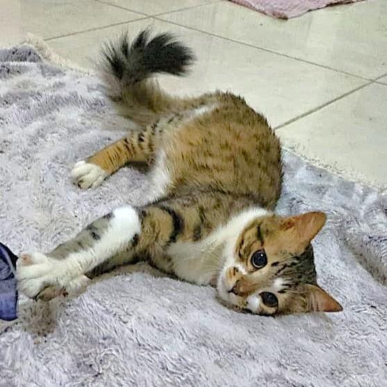 TIGER Cuddlebugs - Foster urgently needed by April 11, 2026, ADOPTABLE, Adult Male Egyptian Mau & Turkish Angora.