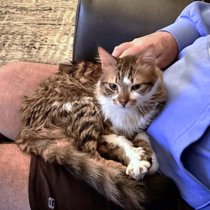 TIGER Cuddlebugs, an adoptable mixed breed in Mississauga, ON image 1/6