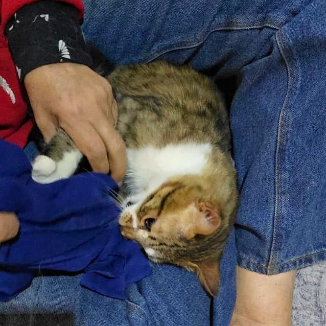 Enlarge TIGER Cuddlebugs - Foster urgently needed by April 11, 2026, a ADOPTABLE mixed breed in Mississauga, ON image 6/6