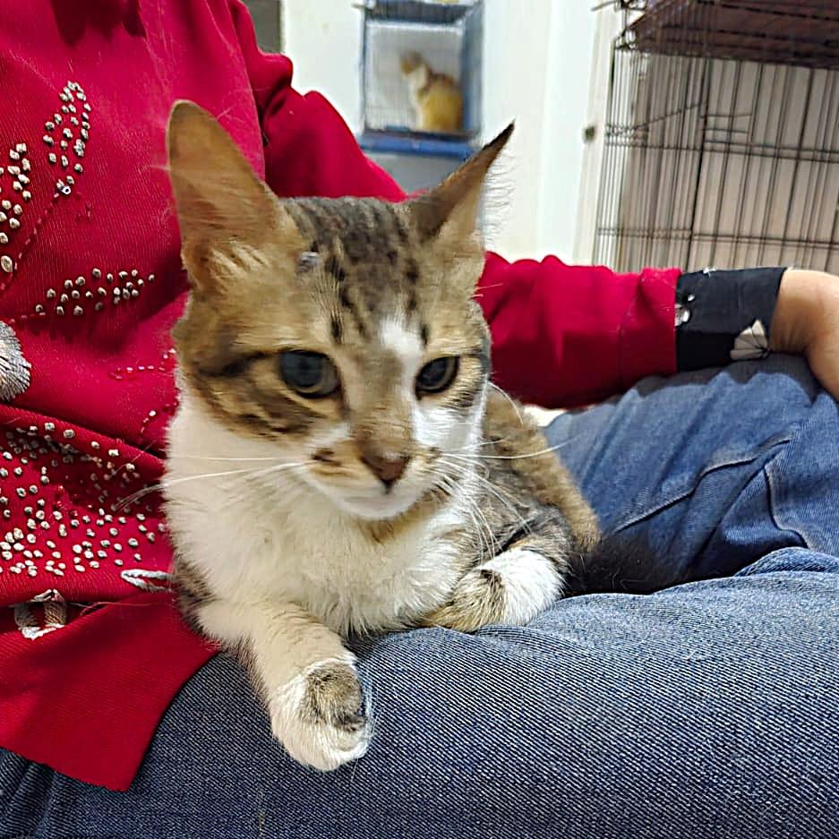 Enlarge TIGER Cuddlebugs - Foster urgently needed by April 11, 2026, a ADOPTABLE mixed breed in Mississauga, ON image 5/6