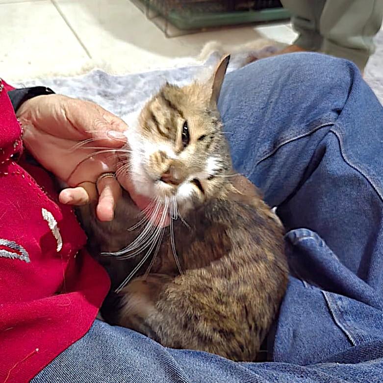 Enlarge TIGER Cuddlebugs - Foster urgently needed by April 11, 2026, a ADOPTABLE mixed breed in Mississauga, ON image 4/6