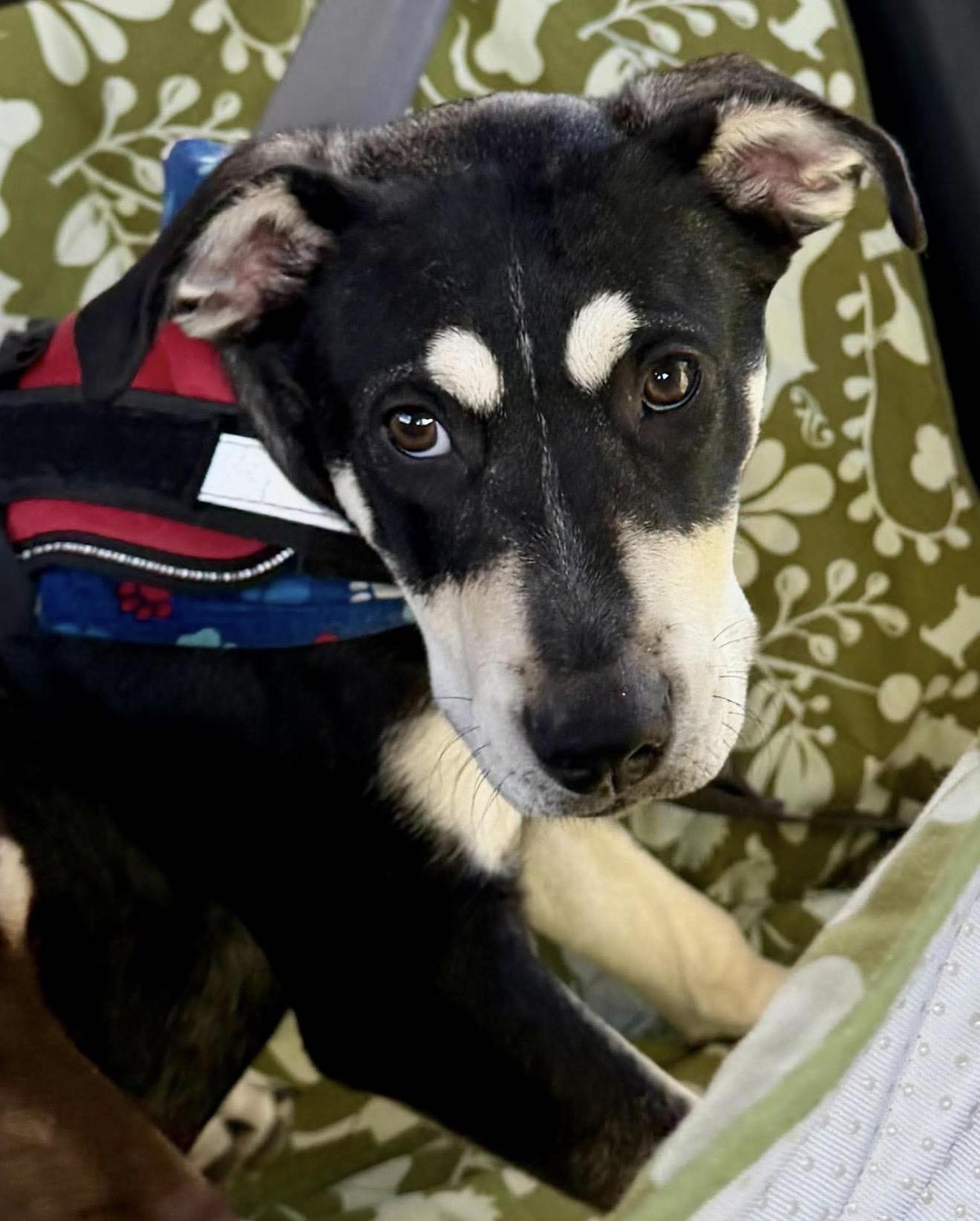Enlarge Milo, a Adoptable mixed breed in Boston, MA image 5/6
