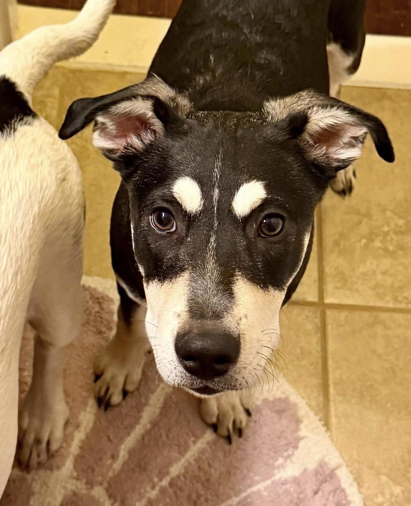 Enlarge Milo, a Adoptable mixed breed in Boston, MA image 6/6