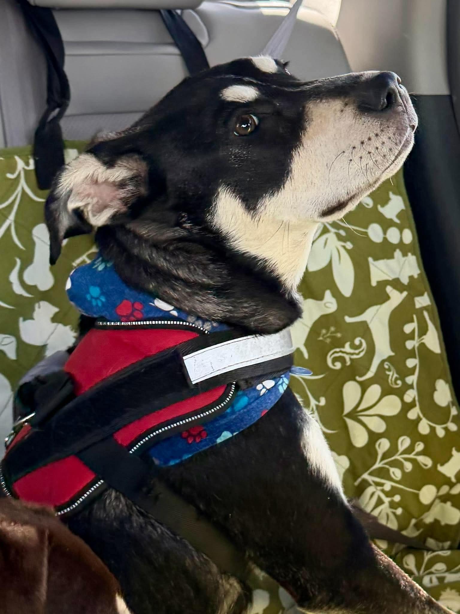 Enlarge Milo, a Adoptable mixed breed in Boston, MA image 1/6