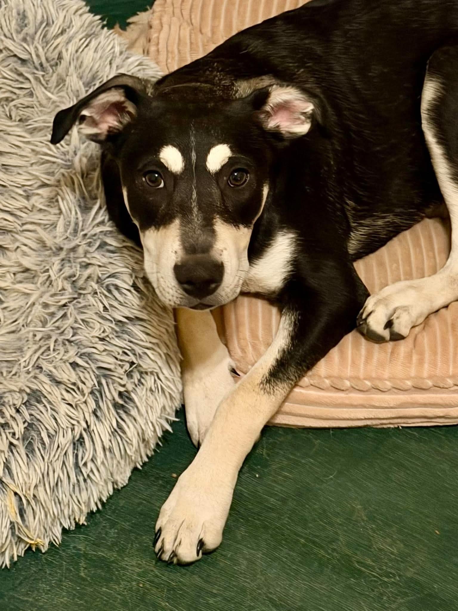 Enlarge Milo, a Adoptable mixed breed in Boston, MA image 2/6