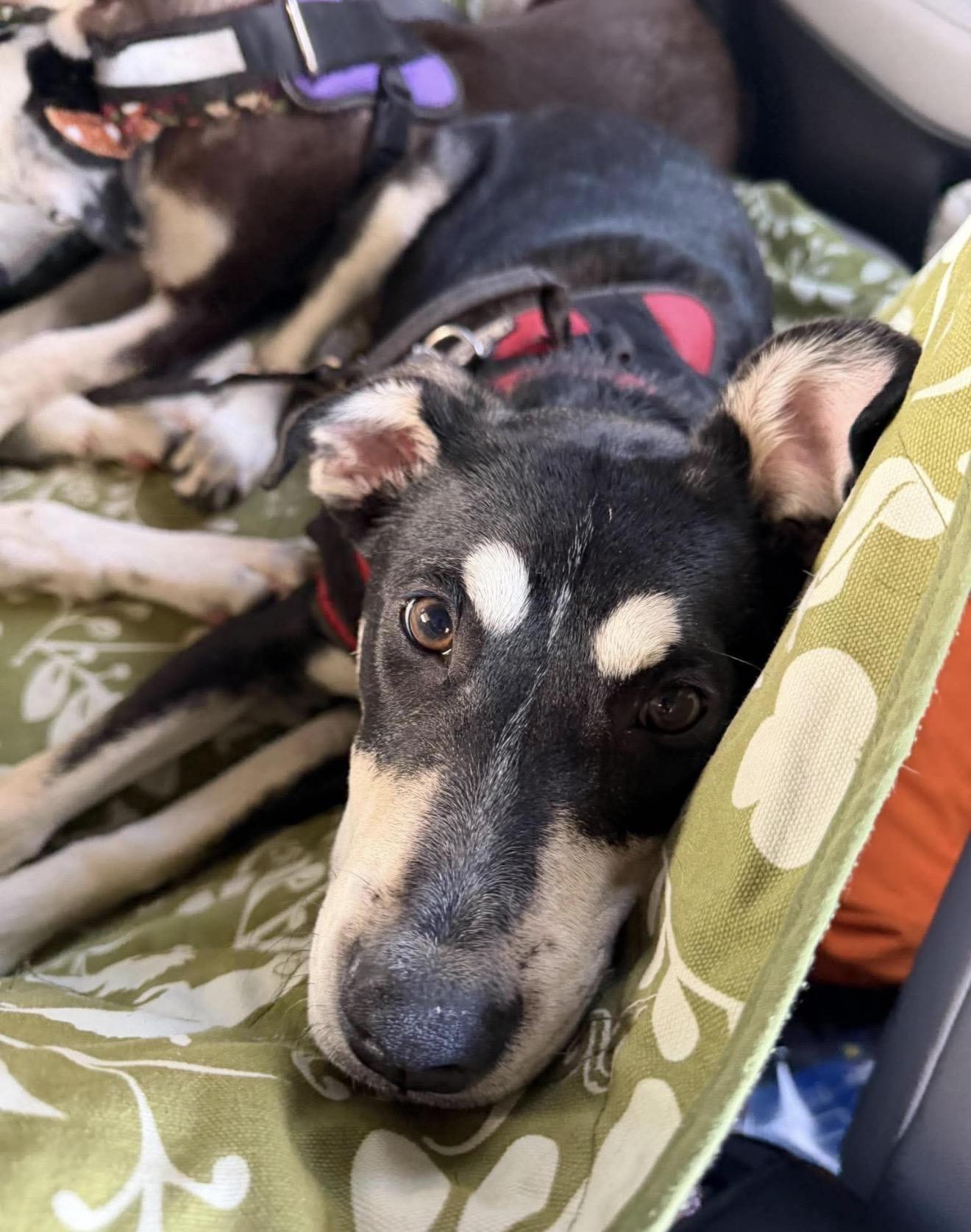 Enlarge Milo, a Adoptable mixed breed in Boston, MA image 4/6