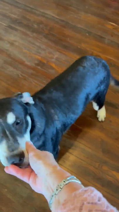 Enlarge Milo, a Adoptable mixed breed in Boston, MA video 3/6