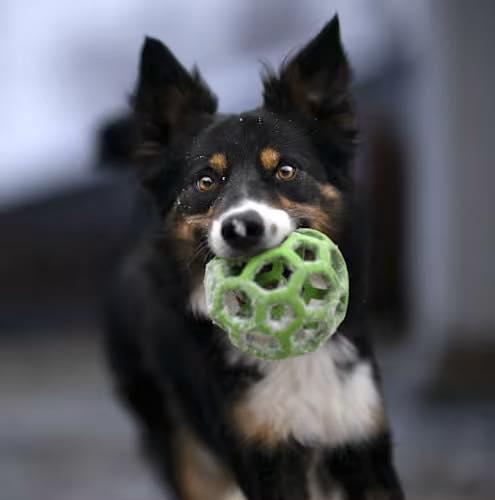 FELIX ***video!***, ADOPTABLE, Adult Male Border Collie.