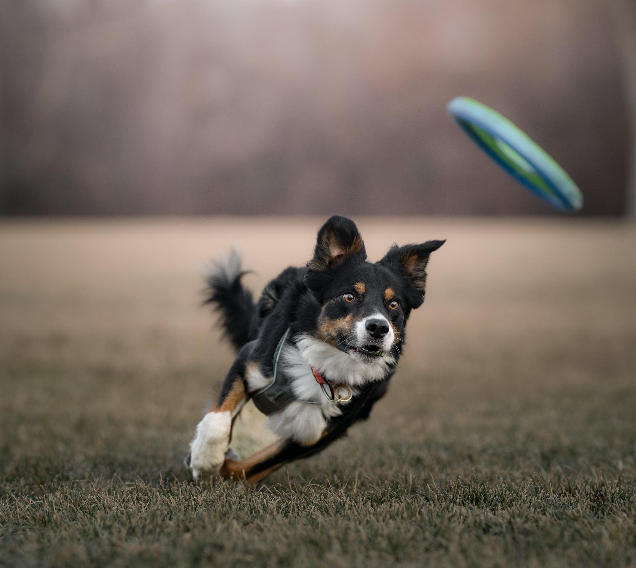 Enlarge FELIX ***video!***, a ADOPTABLE Border Collie in Nampa, ID image 4/6