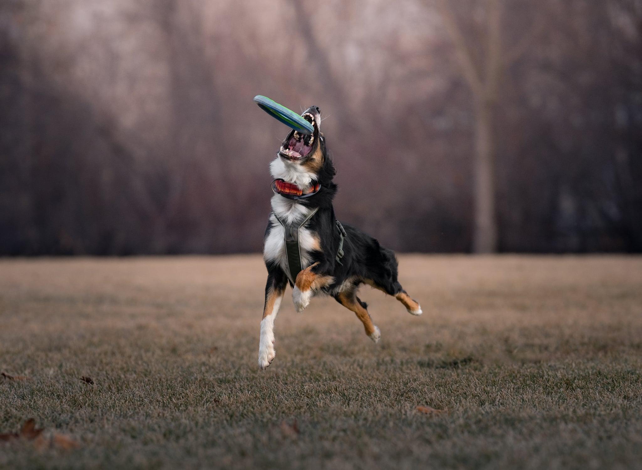 Enlarge FELIX ***video!***, a ADOPTABLE Border Collie in Nampa, ID image 5/6