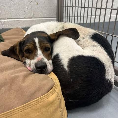 Enlarge Pepa, a Adoptable Treeing Walker Coonhound in Rocky Mount, VA image 1/2
