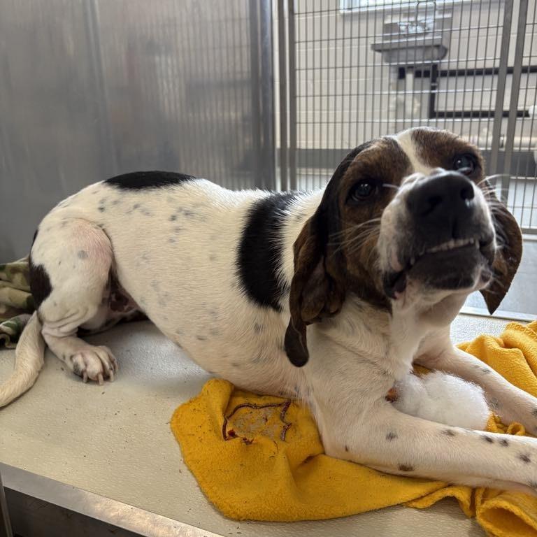 Enlarge Pepa, a Adoptable Treeing Walker Coonhound in Rocky Mount, VA image 2/2