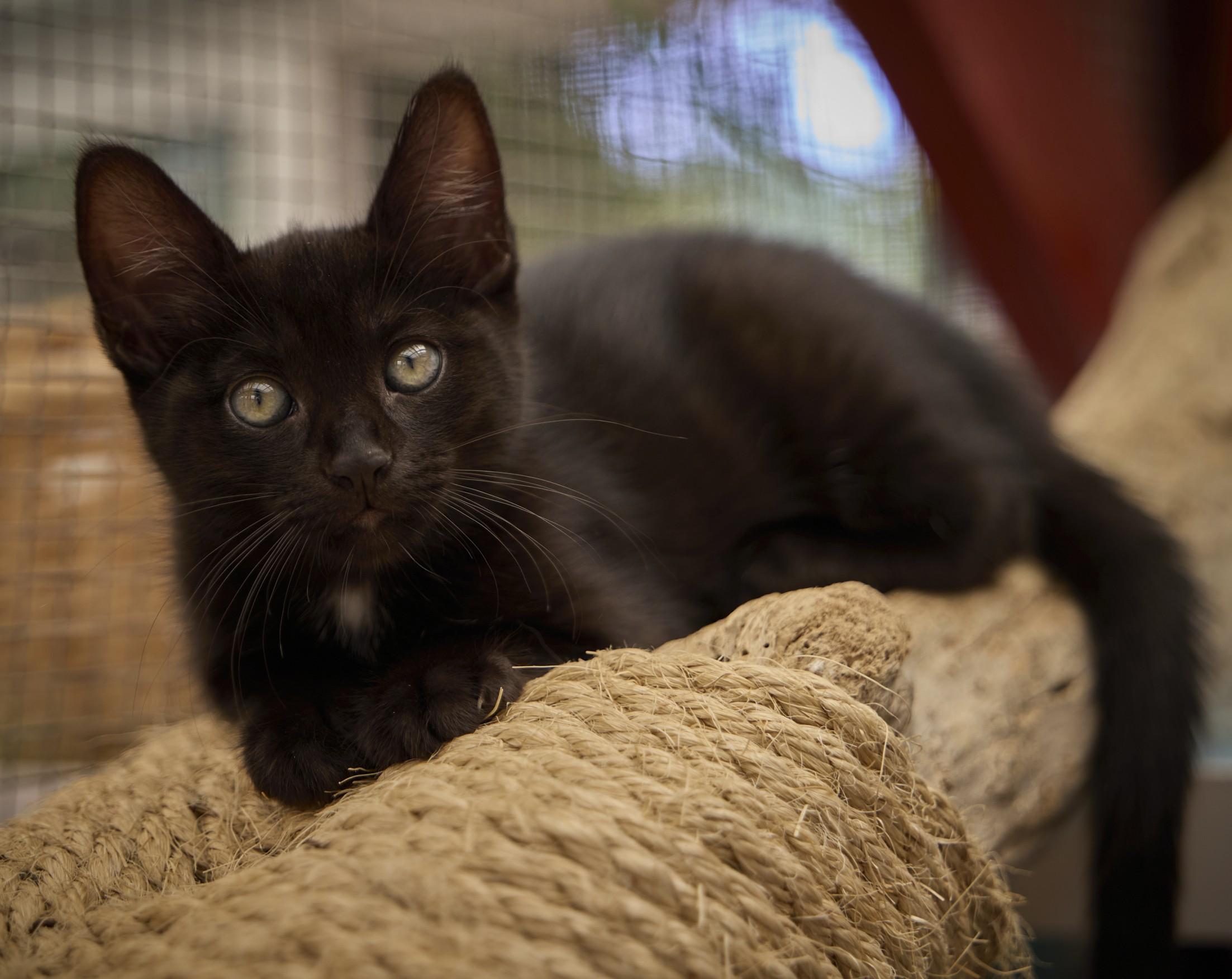 Enlarge Dotty, a Adopted Domestic Short Hair in Santa Barbara, CA image 1/2