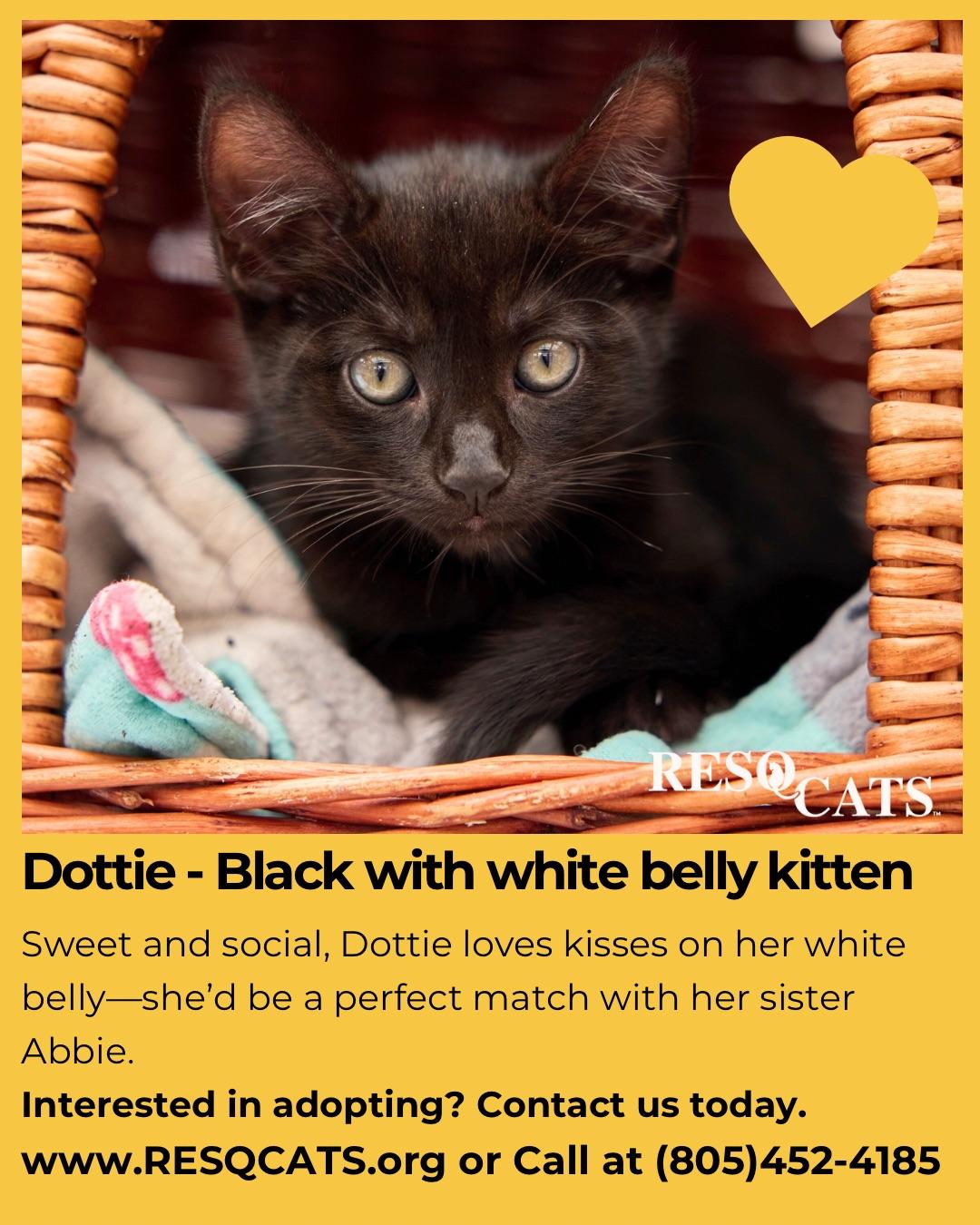Enlarge Dotty, a Adopted Domestic Short Hair in Santa Barbara, CA image 2/2